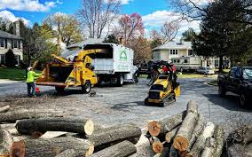 How Our Tree Care Process Works  in Princeton, WV