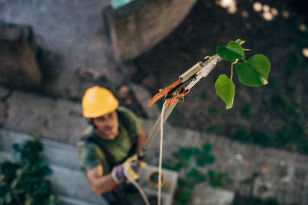 Best Stump Grinding and Removal  in Princeton, WV